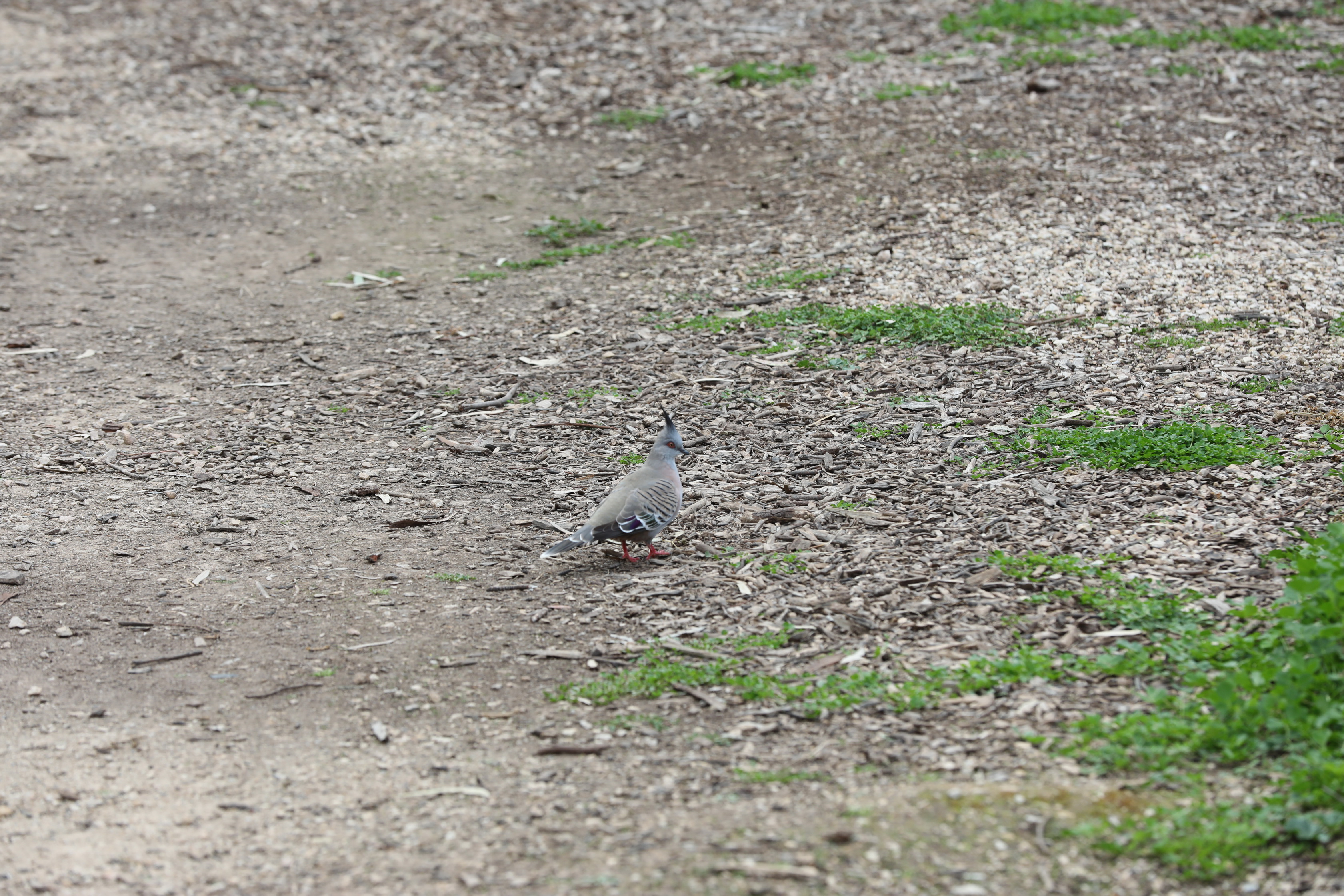 2019 08 25 14 59 03 Canon EOS 5D Mark IV 0005